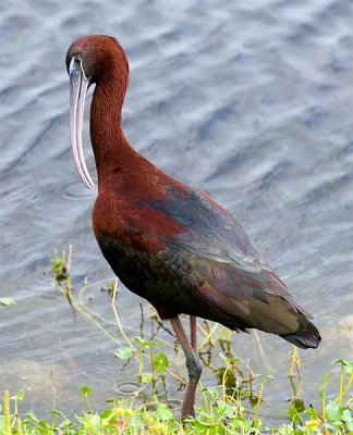 White-faced Ibis, Florida