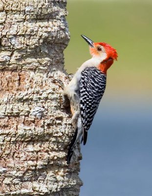 Red-Bellied Woodpecker, Florida