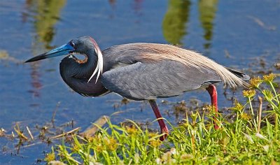Tri-Color Heron, Florida