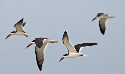 Black Skimmers, Florida