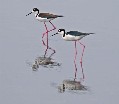 Black Necked Stilts, Florida