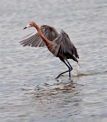 Reddish Egret, Florida