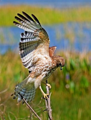 Red Shouldered Hawk, Florida