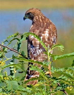 Red Shouldered Hawk, Florida