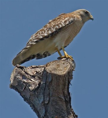 Red Shouldered Hawk, Florida