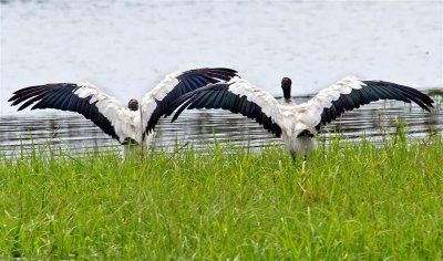 Wood Storks, Florida