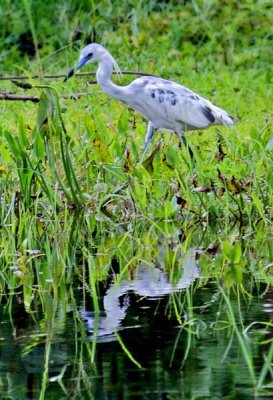 Little Blue Heron (Juvenile), Florida