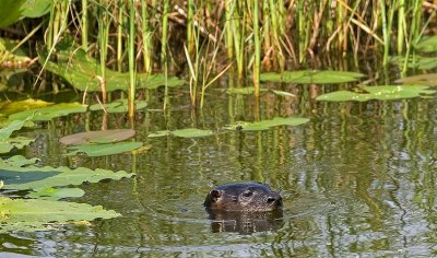 River Otter, Florida
