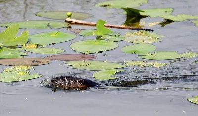 River Otter, Florida