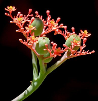 Florida Botanical Gardens