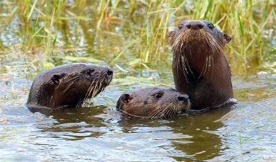 River Otters, Florida
