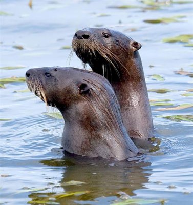 River Otters, Florida
