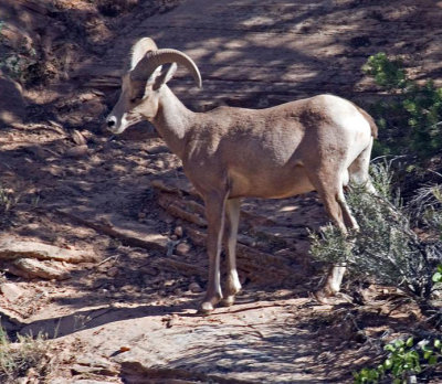 Desert Bighorn