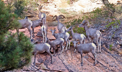 Desert Bighorns