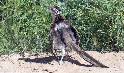 Roadrunner, Bosque Del Apache