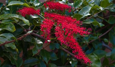 Florida Botanical Gardens