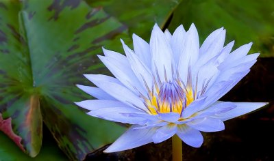 Florida Botanical Gardens