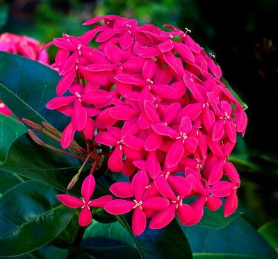 Florida Botanical Gardens