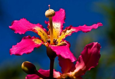 Florida Botanical Gardens