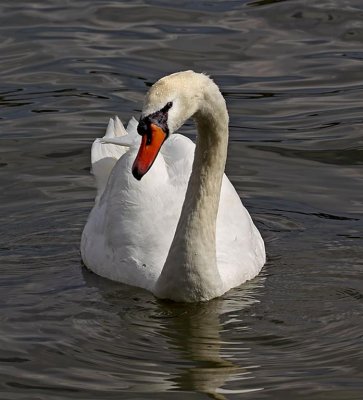Swan, Florida