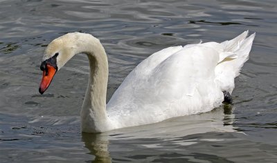 Swan, Florida