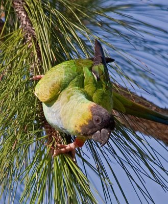 Black-hooded Parakeet, Florida