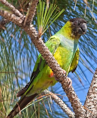 Black-hooded Parakeet, Florida