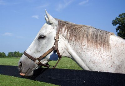 Lexington Horse Farm