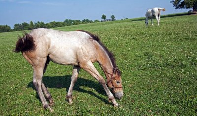 Lexington Horse Farm