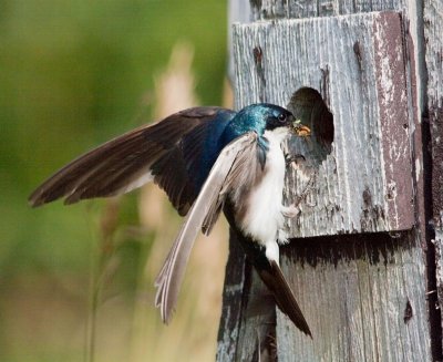 Tree Swallow, Ohio