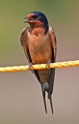Barn Swallow (Male), Ohio