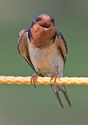 Barn Swallow (Female), Ohio