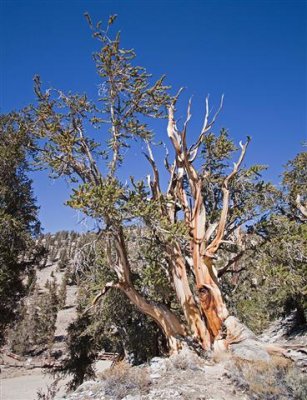 Bristlecone Pine