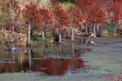 12-31-10 Kapok Park 21 (Medium).jpg