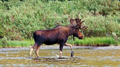 Moose At Fishercap Lake