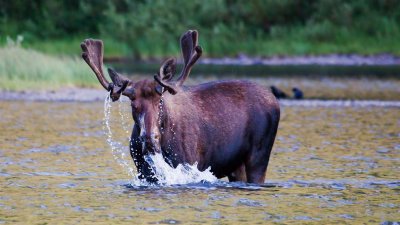 Moose At Fishercap Lake