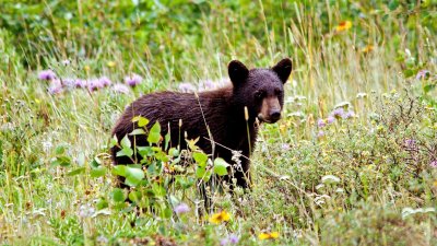 Black Bear Cub