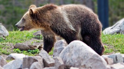 West Yellowstone Grizzly Center