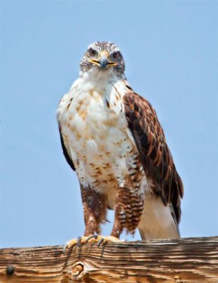 Ferruginous Hawk