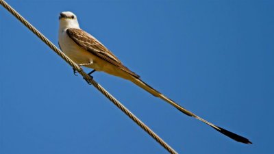 Salt Plain NWR