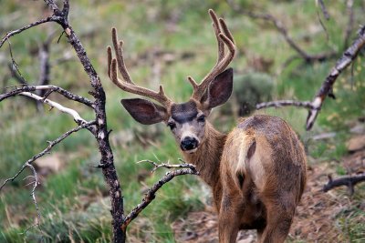 Mule Deer, Henry Mountains