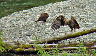 Eagles at Fish Creek