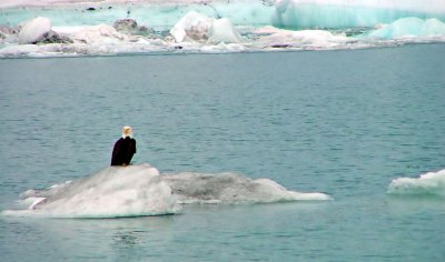 Eagle on Iceberg