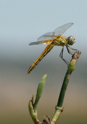 Dragonfly in Rioja