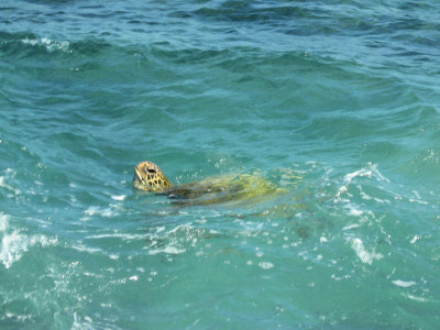 Believe it or not a turtle in Turtle Cove.jpg