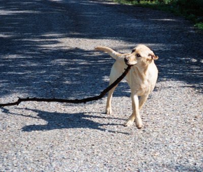 Emma- No stick is too big.jpg