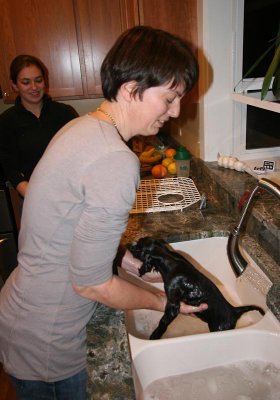 Puppy bath