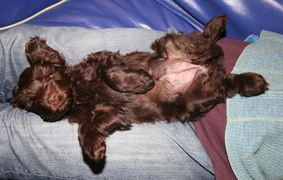 Lilly, our rental dog