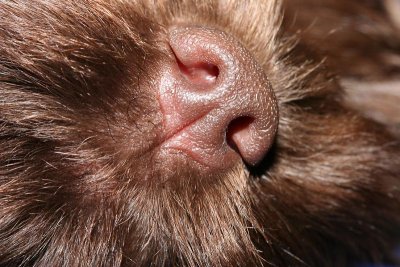 nose details