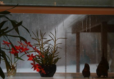 Teresa's kitchen window